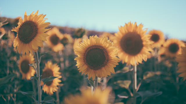 SAVE THE DATE - Grünes Sommerfest in Heubach